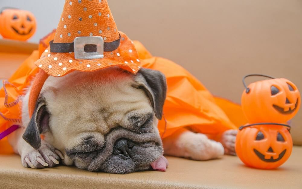 Dog Sleeping on Halloween